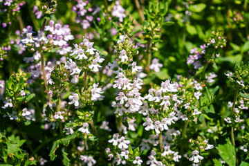 Fresh thyme herbs