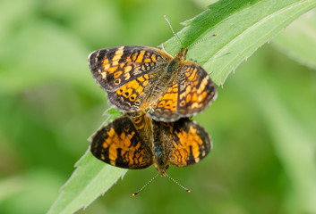 Pair of Northern Crescent butterflies.