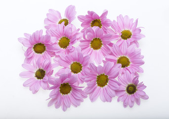 Close up of the pink chrysanthemum flowers