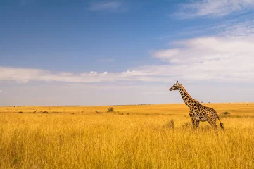 Crédence de cuisine en verre imprimé Girafe Giraffe in der Masai Mara