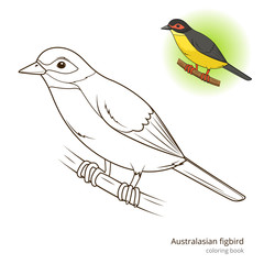 Australasian figbird bird coloring book vector