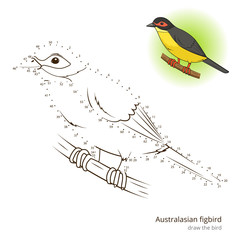 Australasian figbird bird learn to draw vector