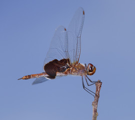 Orange and brown dragonfly