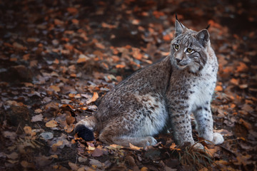Luchs im Wald