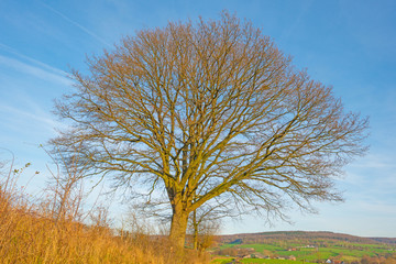 Foliage of a tree in winter