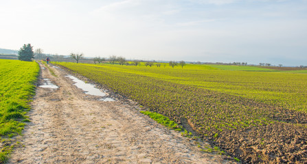 Path through sunny farmland in winter