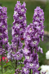 Obraz premium Purple Delphinium Flower in Garden