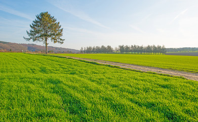 Fototapeta premium Path through sunny farmland in winter