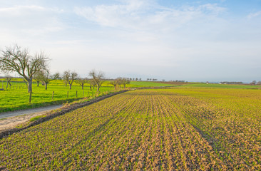 Path through sunny farmland in winter