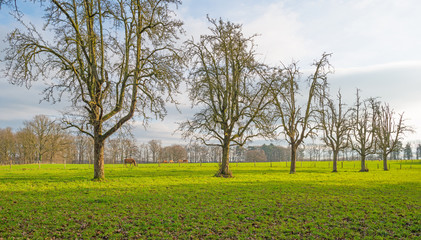 Horses in a sunny meadow in winter