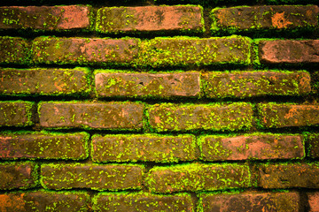 Old Wall brick with moss background