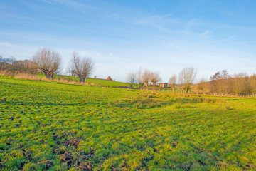 Sunny meadow on a hill in winter
