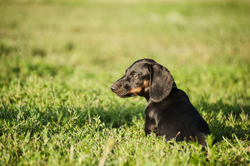 black beauty puppy on the grass in park