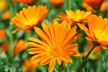 closeup of a medical  marigold flowers (Calendula officinalis)