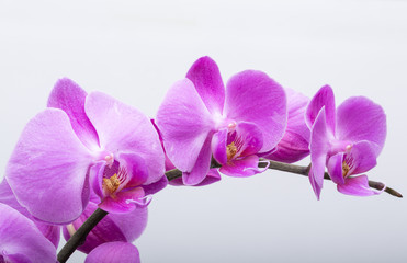 Fototapeta na wymiar Pink streaked orchid flower, isolated on white background