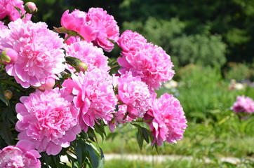 Big pink peony flowers 
