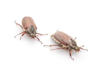 Two may beetles.
