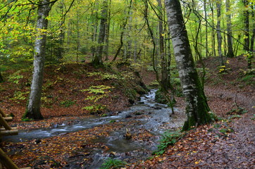Autumn in the Forest