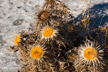 Thistle Carlina Acaulis / Flowers of Stemless Carline Thistle (Carlina acaulis). Endangered and rare plant. Italian Alps, Lessinia, Verona