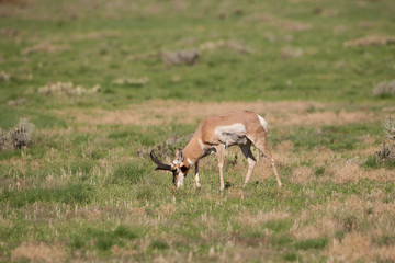 Naklejka na ściany i meble Pronghorn antelope Buck