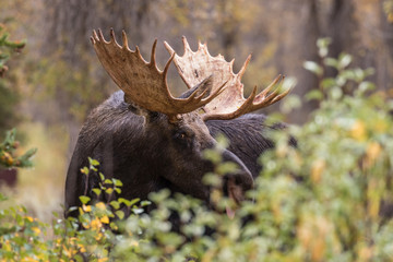 Shiras Moose Bull in Fall