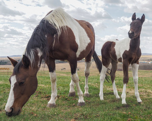 horses: mare with colt in pasture
