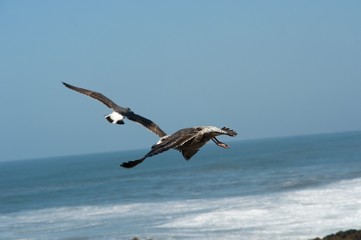 Fototapeta na wymiar seagull in Morocco