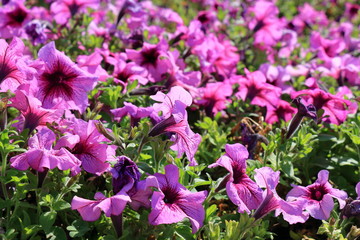 Close-up flowers of pink petunias