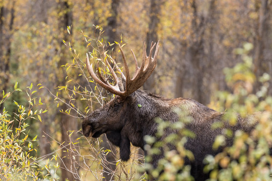Shiras Moose Bull in Fall