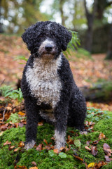 Spanish Water Dog