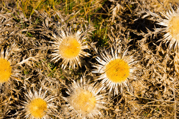 Thistle Carlina Acaulis / Flowers of Stemless Carline Thistle (Carlina acaulis). Endangered and rare plant. Italian Alps, Lessinia, Verona