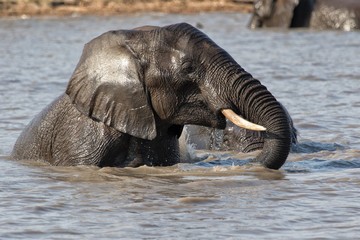 elephant having a bath
