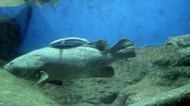 Under water aquarium fish tank