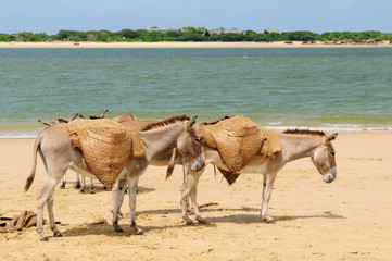 Obraz premium Lamu archipelago in Kenya