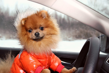 Pomeranian dog in car. Cute dog in car.