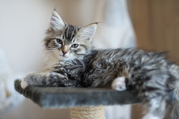 Chaton sur un arbre à chat