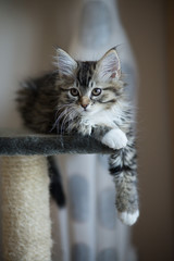 Chaton sur un arbre à chat