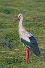 White stork (Ciconia ciconia) on the field