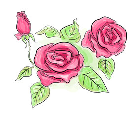 Sketch of pink roses in transparent colors