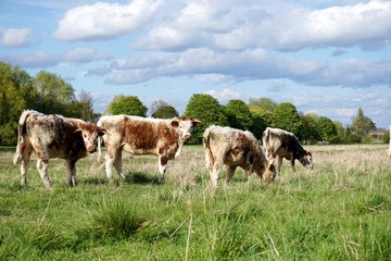 Small group of four young English Longhorn bullocks, some grazing and some looking at the camera,...
