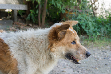 poor dog look at something