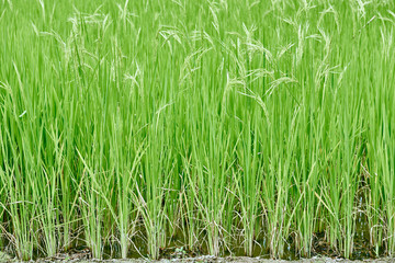 Obraz premium rice paddy terrace fields Philippines