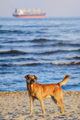 Stray Dog