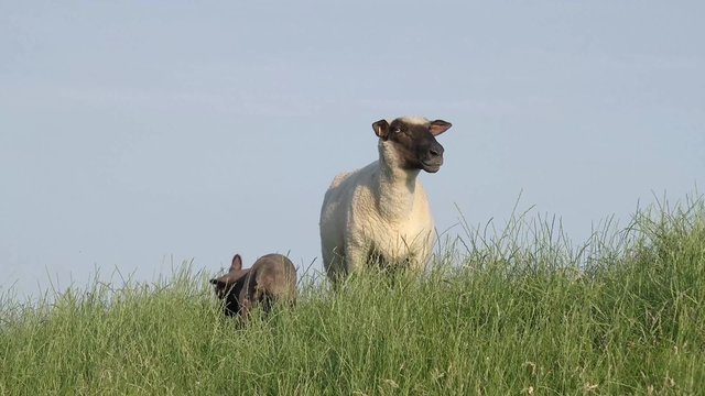 Lamm und Schaf stehen auf der Wiese
