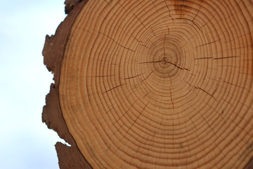 Föhre Holzstruktur