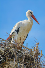 Storks in the Nest