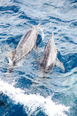 Image of Rough-toothed dolphins (Steno bredanensis) bowriding printed on Printed Aluminium Shower Panels