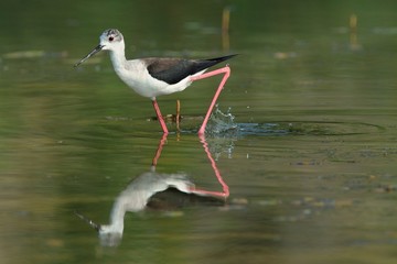 Knight of Italy (Himantopus himantopus)
