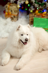 Samoyed dog near christmas decoration. White fluffy dog.