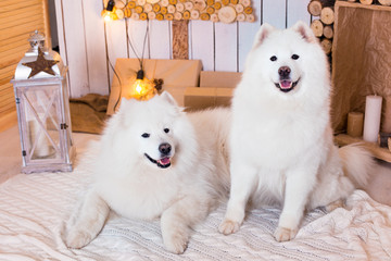 Samoyed dog near christmas decoration. White fluffy dog.
